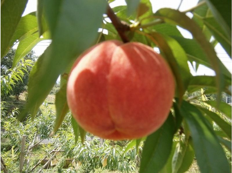 【大分・佐伯市】1組限定【1泊2日/♨️】「冬の氷結観音滝73m沢歩き」(焚火野営.2食/弁当/ｺｰﾋｰ/おやつ付)【装備無料/子供参加可】の紹介画像