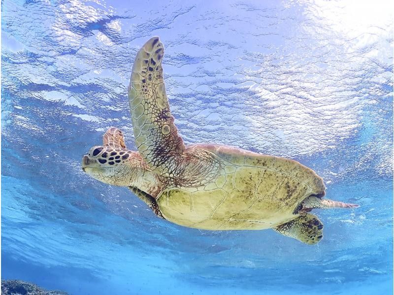 Miyakojima's most popular ★《100% encounter rate continues》【Sea turtle snorkeling】You can also see clownfish! Rain is OK! Same-day OK ★ Free data ★【Support for students】の紹介画像