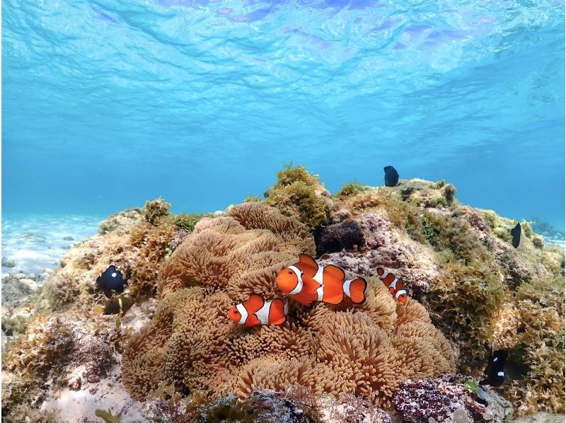 Miyakojima's most popular ★《100% encounter rate continues》【Sea turtle snorkeling】You can also see clownfish! Rain is OK! Same-day OK ★ Free data ★【Support for students】の紹介画像