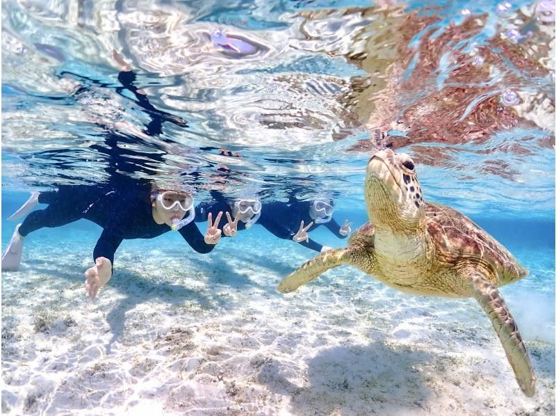 nico 미야코 섬의 스노클링 투어를 즐기는 사람들과 바다 거북