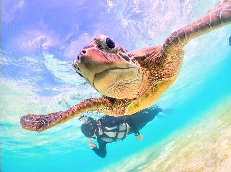 Miyakojima's most popular ★《100% encounter rate continues》【Sea turtle snorkeling】You can also see clownfish! Rain is OK! Same-day OK ★ Free data ★【Support for students】の紹介画像