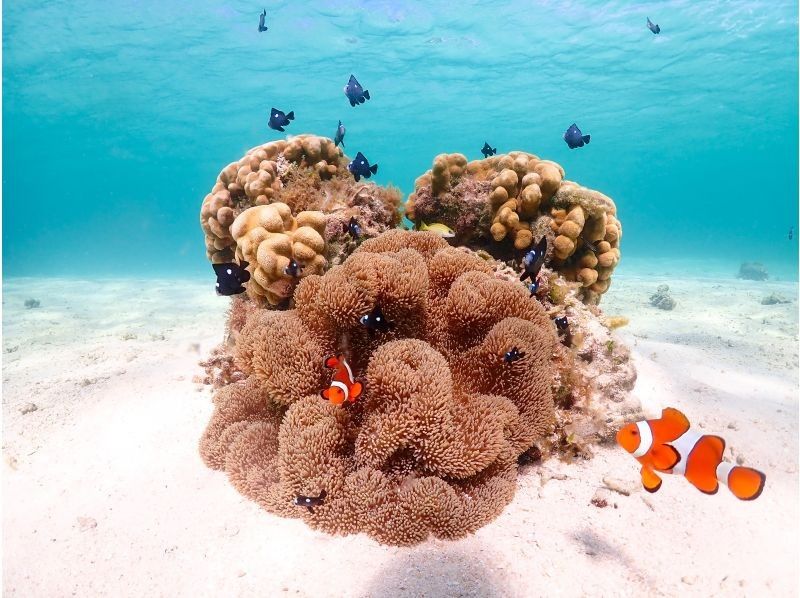 Miyakojima's most popular ★《100% encounter rate continues》【Sea turtle snorkeling】You can also see clownfish! Rain is OK! Same-day OK ★ Free data ★【Support for students】の紹介画像