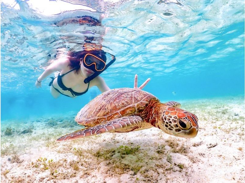 Miyakojima's most popular ★《100% encounter rate continues》【Sea turtle snorkeling】You can also see clownfish! Rain is OK! Same-day OK ★ Free data ★【Support for students】の紹介画像