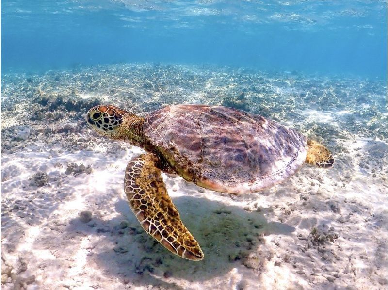 <<限時發售♪>> [沖繩/宮古島]邂逅率100%！肯定在SNS上看起來很棒！海龜浮潛の紹介画像