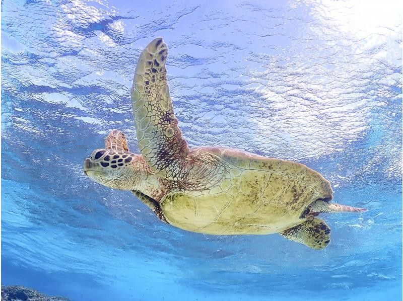 [Miyakojima] Private Sea turtle snorkel with photo data｜Encounter rate 100% ongoing