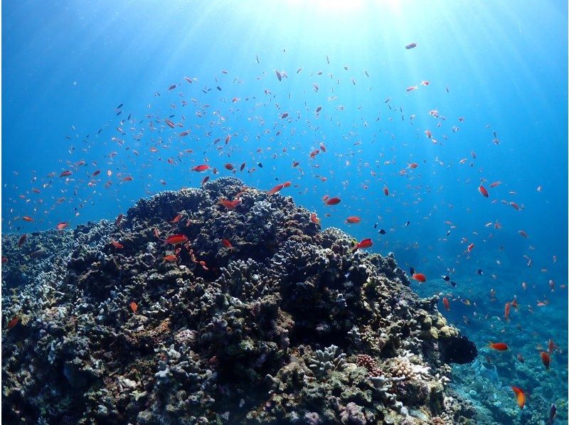 【石垣島・午前、午後/2便】☆トロピカルな魚と海中探検☆幻の島上陸＆初心者向け体験ダイビングー初めてで不安がいっぱいそんなあなたへ！の紹介画像