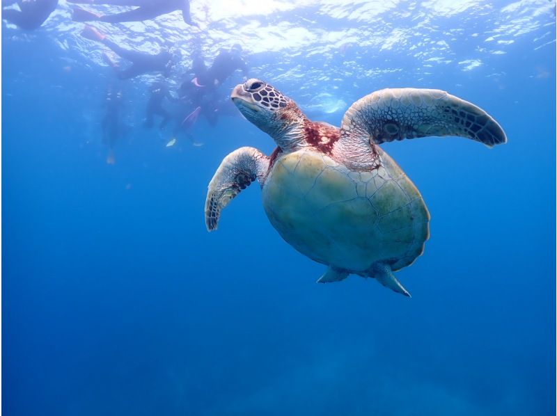 【石垣島・午前、午後/2便】GoProレンタル無料!!初めてでも安心！専属ガイドがご案内-幻の島上陸＆初心者向け体験ダイビング【無料送迎】の紹介画像