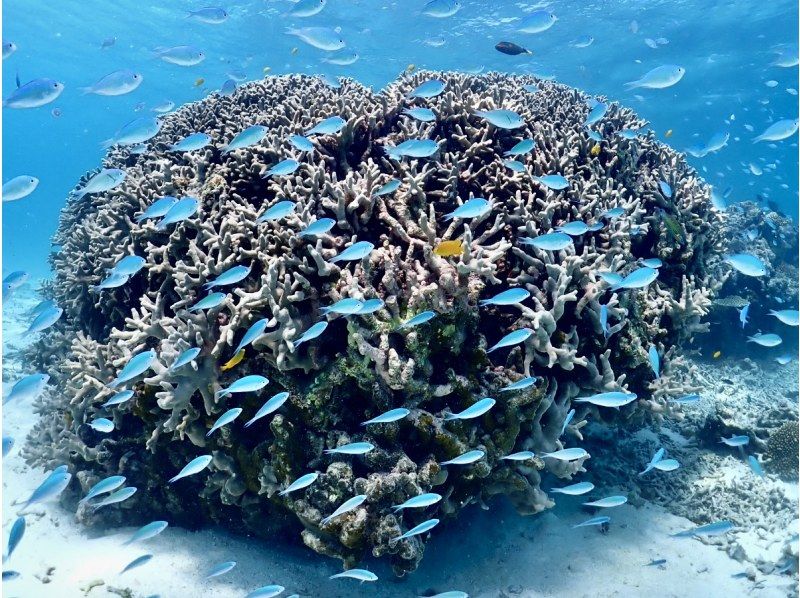 【石垣島・午前、午後/2便・3時間】はじめてでも安心｜専属ガイドがご案内｜幻の島上陸＆体験ダイビング【写真無料】の紹介画像