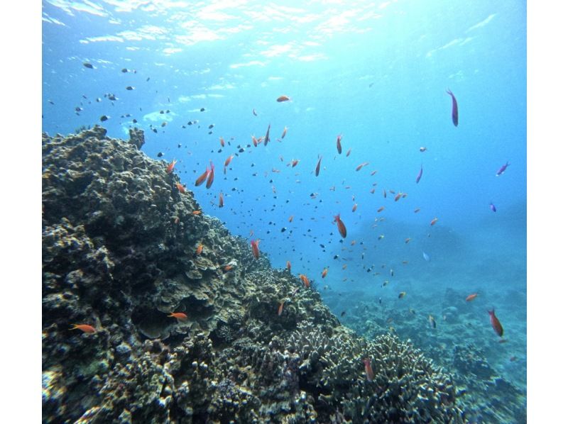 【学割】【石垣島・午前】初めてで不安がいっぱいそんなあなたへ！幻の島上陸＆初心者向け体験ダイビングー午後から観光も楽しみたい方必見！の紹介画像