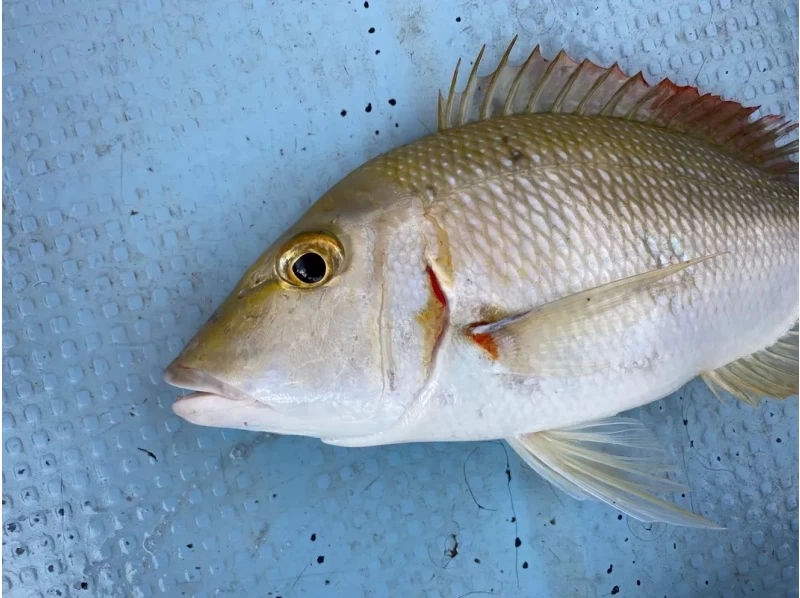 【沖縄・石垣島】初心者大歓迎！石垣島サンセットフィッシング＆夏の夕日と釣りの魅力を体感♪の紹介画像