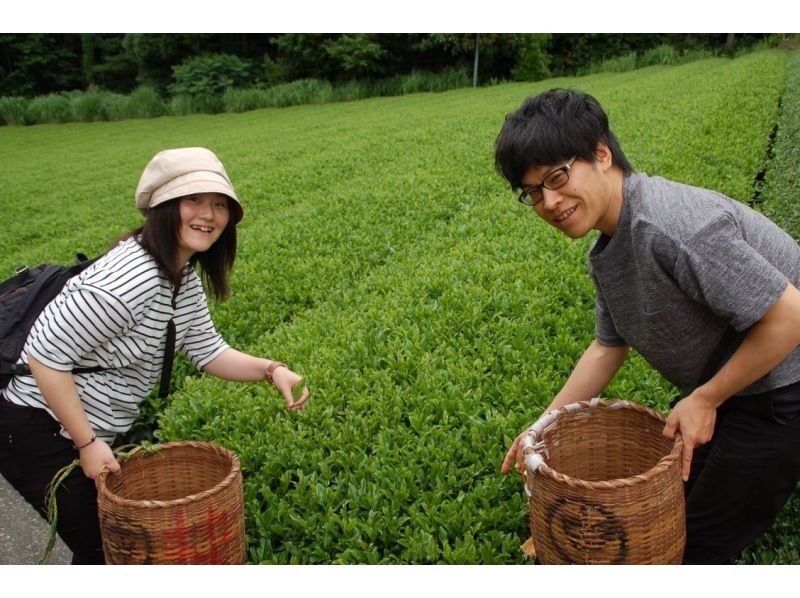 【静岡・掛川】世界農業遺産「茶草場農法」による絶景茶畑でお茶摘み体験＆摘み取った茶葉でオリジナルお茶作り♪の紹介画像