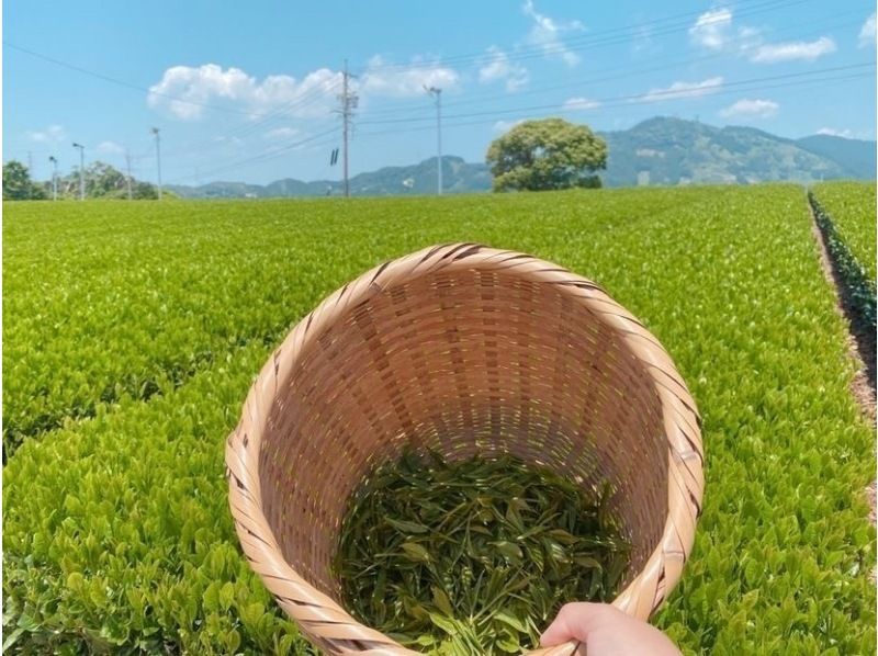 [Shizuoka/ Kakegawa] Tea picking experience at a superb view tea plantation by the world agricultural heritage "Chagusaba farming method" & original tea making with picked tea leaves ♪の紹介画像