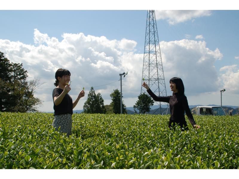 [Shizuoka/ Kakegawa] Tea picking experience at a superb view tea plantation by the world agricultural heritage "Chagusaba farming method" & original tea making with picked tea leaves ♪の紹介画像