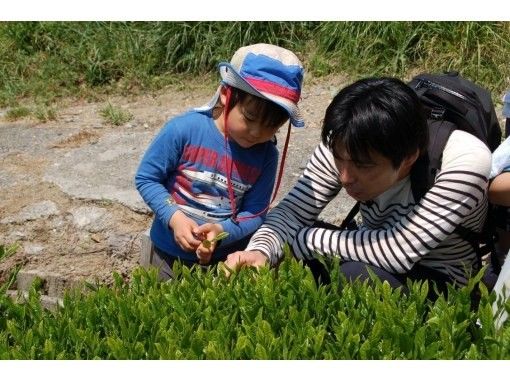 【静岡・掛川】古民家で楽しむ茶摘み体験&七輪炭火焼きBBQランチプラン(1日1組限定) 【静岡・掛川】古民家で楽しむ茶摘み体験&七輪炭火焼きBBQランチプラン(1日1組限定)