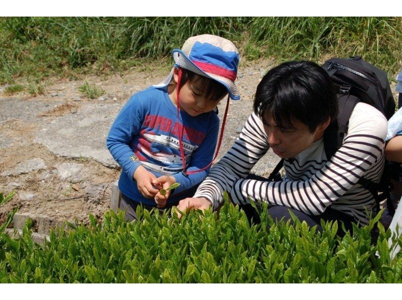 【静岡・掛川】生葉から作るお茶団子と秋色の茶畑さんぽ♪世界農業遺産「茶草場農法」で育てた掛川茶を満喫の紹介画像