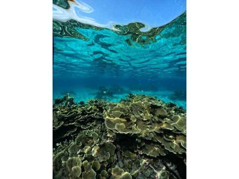 【沖縄・宮古島】珊瑚礁が隆起した島でビーチエントリー・スキンダイビングツアー！の紹介画像