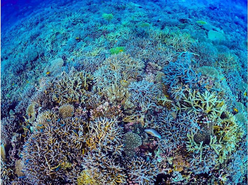 【沖縄・宮古島】日本最大級の珊瑚礁「八重干瀬」にてスキンダイビングツアー！の紹介画像