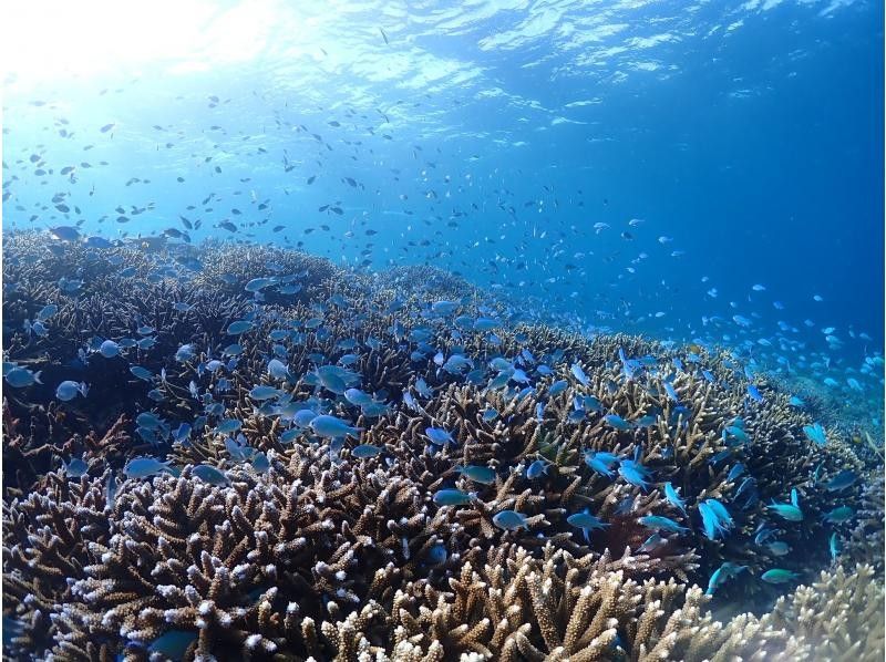 【沖縄・宮古島】日本最大級の珊瑚礁「八重干瀬」にてスキンダイビングツアー！