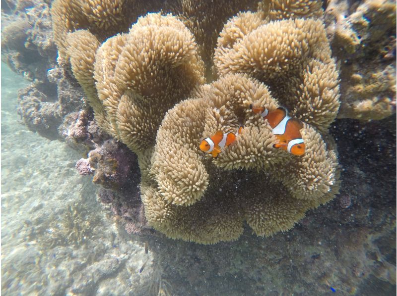 【沖縄・宮古島】日本最大級の珊瑚礁「八重干瀬」にてスキンダイビングツアー！の紹介画像