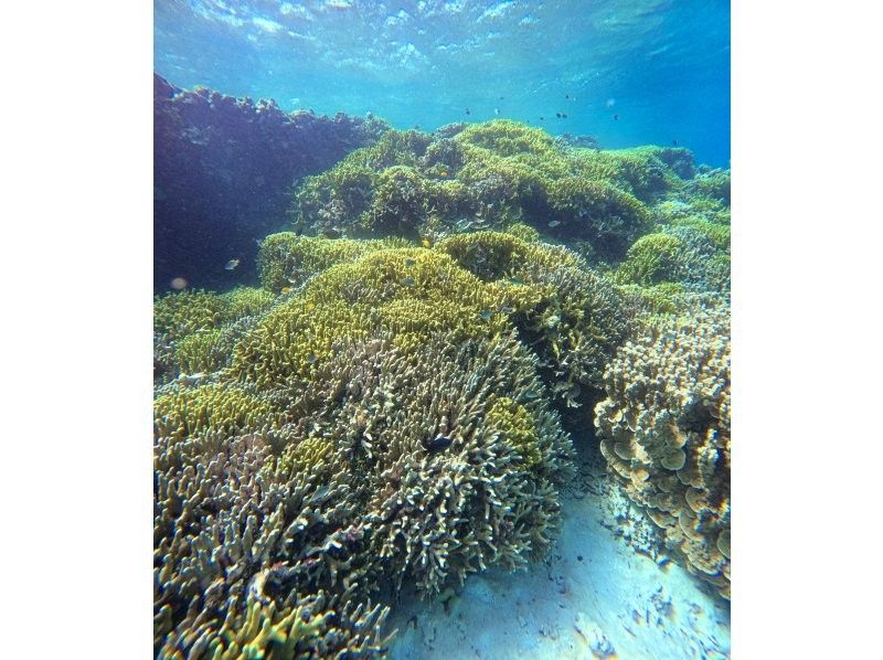 【沖縄・宮古島】伊良部島周辺ボートシュノーケル、スキンダイビングツアー！の紹介画像