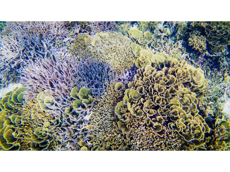 【沖縄・宮古島】伊良部島周辺ボートシュノーケル、スキンダイビングツアー！の紹介画像