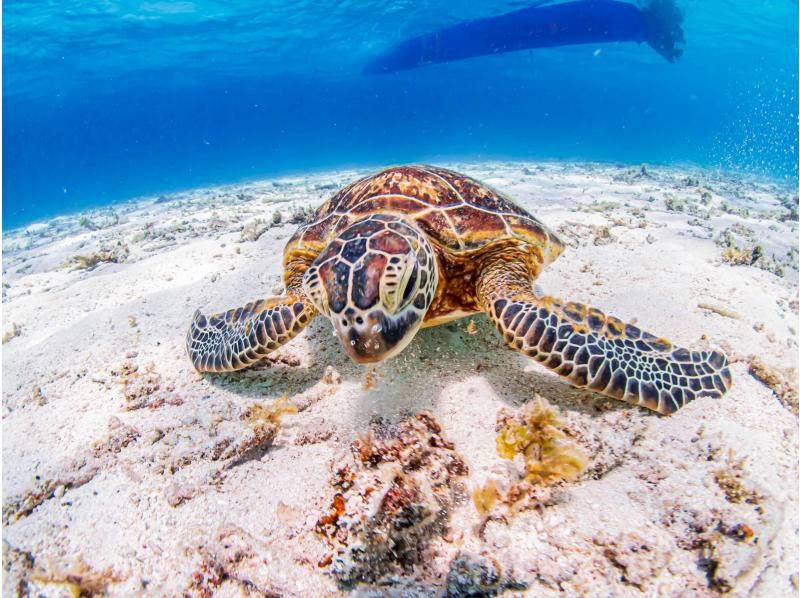 【沖縄・宮古島】伊良部島周辺ボートシュノーケル、スキンダイビングツアー！の紹介画像