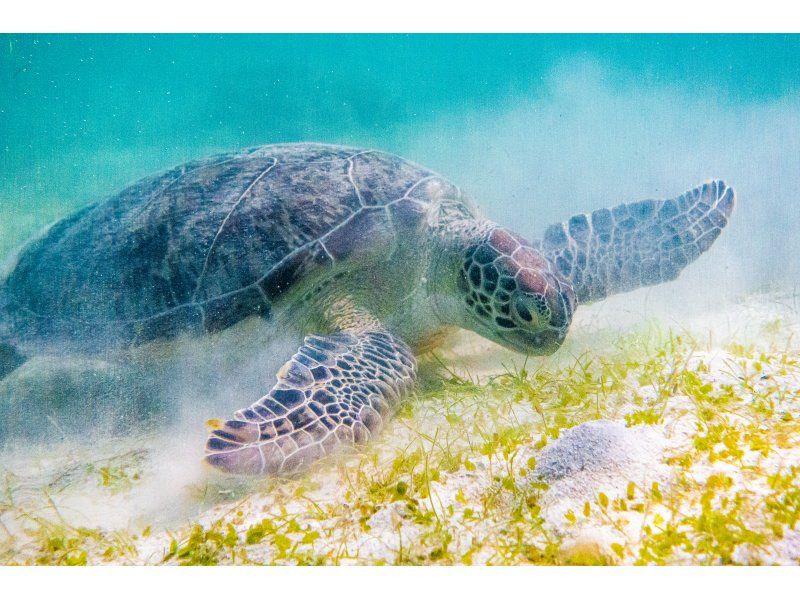 【沖縄・宮古島】伊良部島周辺ボートシュノーケル、スキンダイビングツアー！の紹介画像