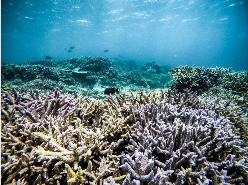 【沖縄・宮古島】伊良部島周辺ボートシュノーケル、スキンダイビングツアー！の紹介画像