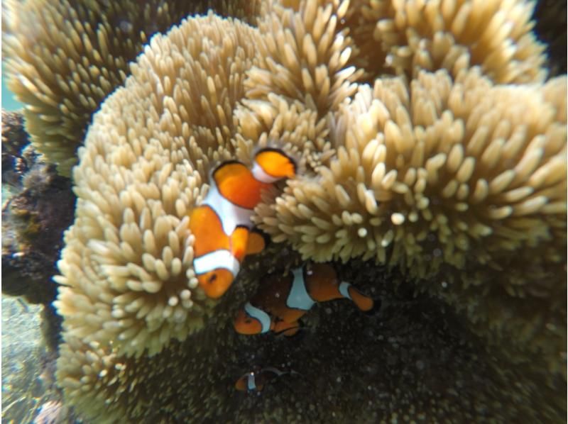 【沖縄・宮古島】伊良部島周辺ボートシュノーケル、スキンダイビングツアー！の紹介画像