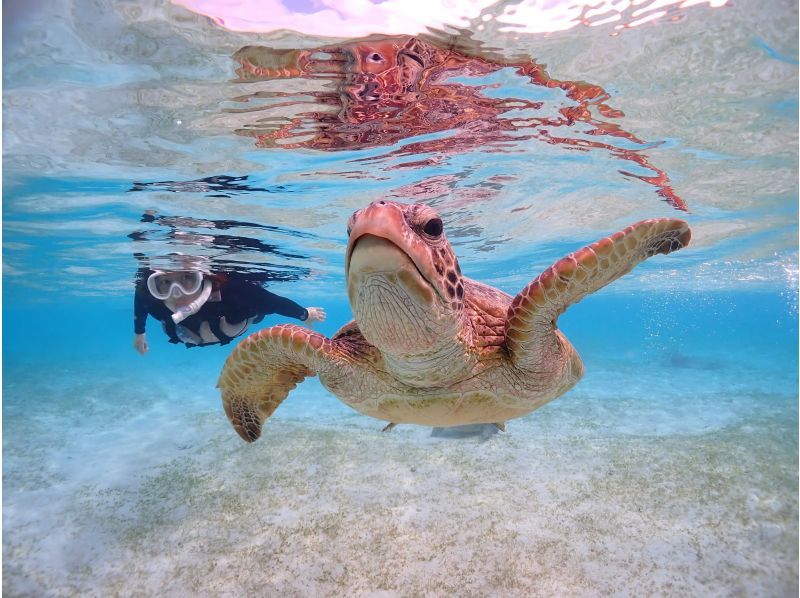 [Miyakojima] Super Summer Sale 2024 {Take photos with a high-performance camera and make them look great on social media♡} {Encounter rate still at 100%!} Sea turtle snorkeling! ★Reservations available on the day!の紹介画像