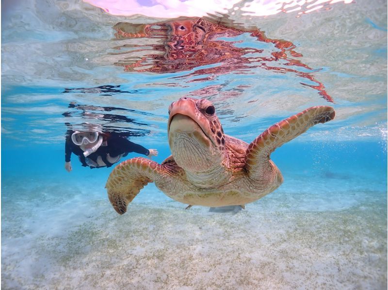 Miyakojima "Encounter rate 100% continues" [Sea turtle snorkeling] You can meet Nemo! ★Wetsuit and photo data are free! ★Reservations on the day are OK!の紹介画像