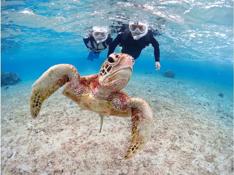 宮古島《遭遇率100%継続中》【ウミガメシュノーケリング】ニモとも会える！★ウェットスーツ・撮影データ無料！★当日予約OK！の紹介画像