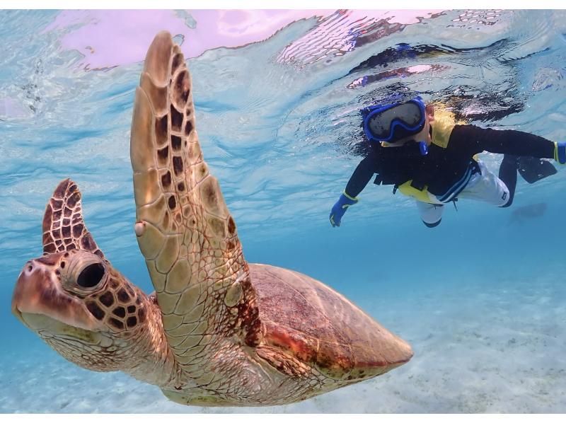 Miyakojima "Encounter rate 100% continues" [Sea turtle snorkeling] You can meet Nemo! ★Wetsuit and photo data are free! ★Reservations on the day are OK!の紹介画像