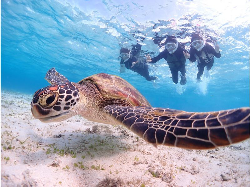 [Miyakojima] 《Encounter rate is still 100%!》 《Take photos with a high-performance camera and post them on social media♡》 Sea turtle snorkeling! ★Reservations accepted on the day!の紹介画像