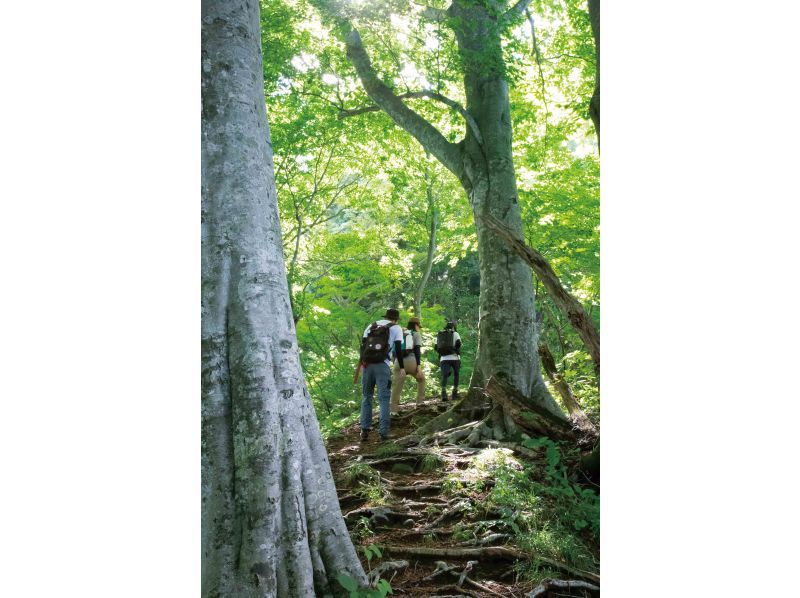 【新潟・十日町】絶景・星峠の棚田を独占！専属ガイドと古道を歩く十日町棚田トレッキングの紹介画像