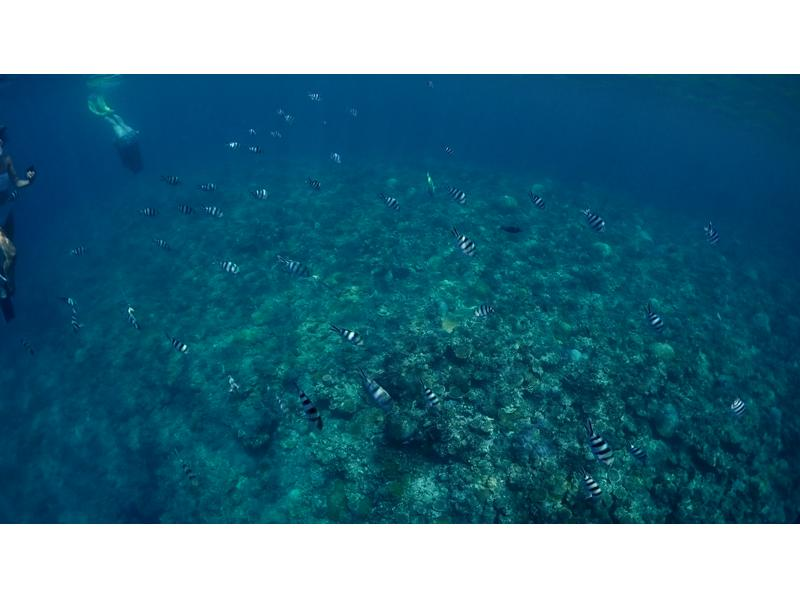 [Okinawa/Miyakojima] Small group Skin diving tour with photo for beginners to experience