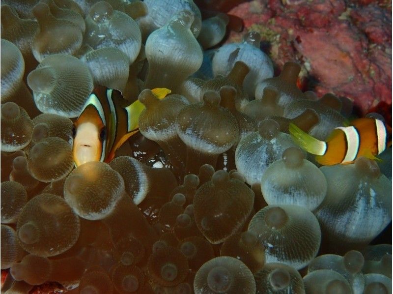 [沖繩恩納]體驗潛水＆浮潛熱帶魚場の紹介画像