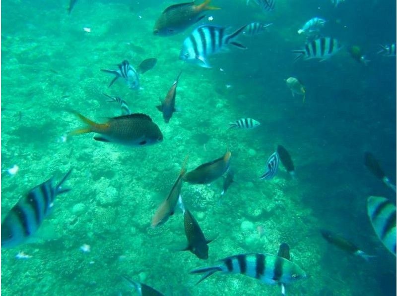 【沖縄・恩納村】ファンダイビング 熱帯魚コースの紹介画像