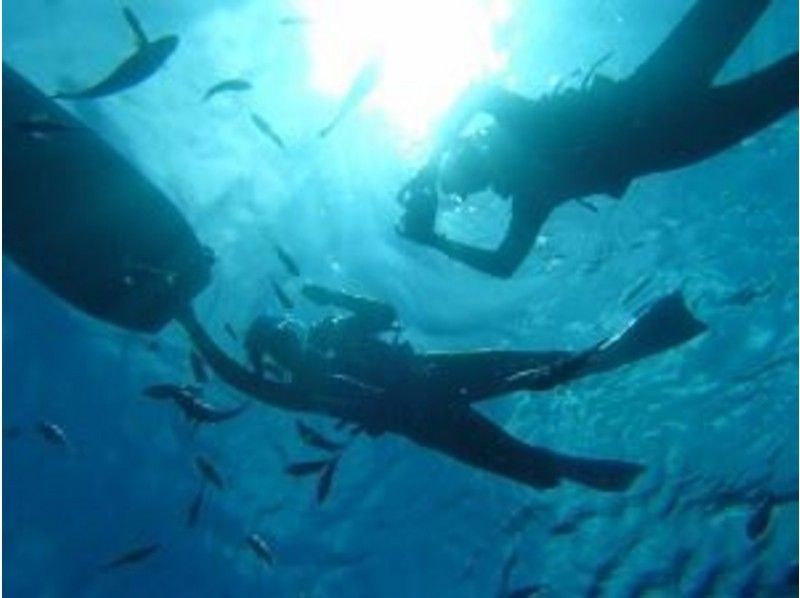 【 冲绳 ·恩纳村】扇深潜热带鱼的过程の紹介画像
