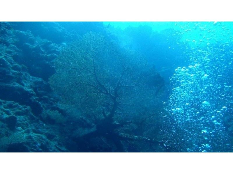 [沖繩萬座/ Serakaki粉絲潛水の紹介画像