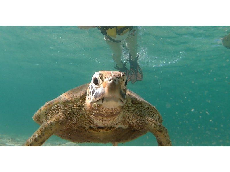 [Okinawa/Miyakojima] Snorkeling tour Sea turtle. Free transportation available (3 people)