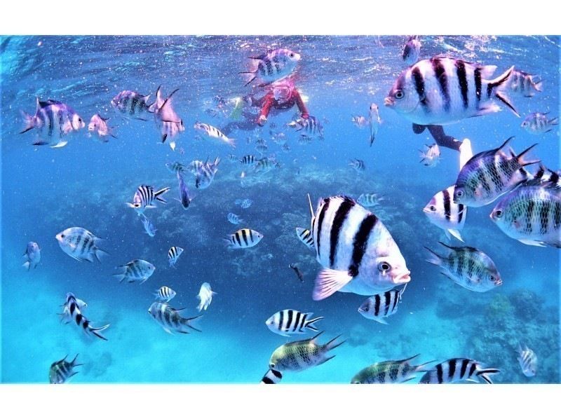 完全貸切プラン【美ら海近く】何歳でも参加OK！・ビーチシュノーケリング【写真撮影・餌付け体験・タオル付】本部・今帰仁・名護の紹介画像