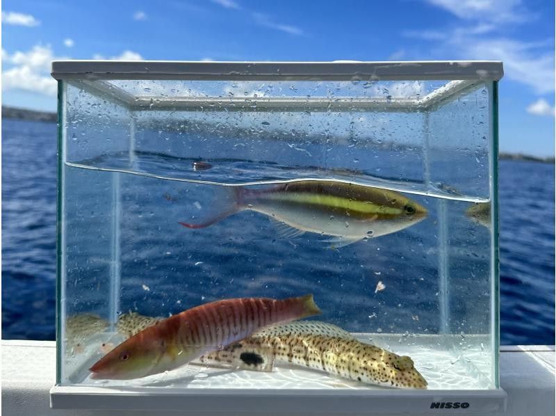 ☆3rd Anniversary Campaign☆ [Okinawa, Ginowan] [Same-day reservations OK‼️] Fun for children and beginners ♪ Hands-free boat fishing experience tour departing from Ginowan Marinaの紹介画像