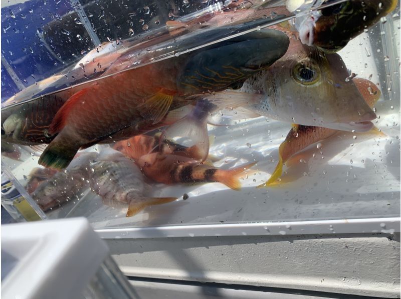 ☆3rd Anniversary Campaign☆ [Okinawa, Ginowan] [Same-day reservations OK‼️] Fun for children and beginners ♪ Hands-free boat fishing experience tour departing from Ginowan Marinaの紹介画像