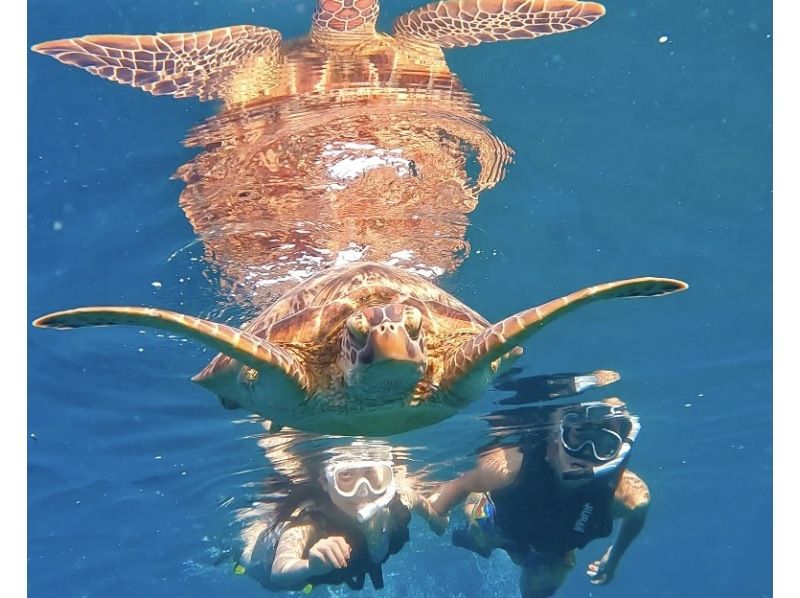 [石垣島] ★SUP 和海龜浮潛僅限一組★在其他旅遊中，您必須遊 1000 公尺才能到達海龜身邊，但在這次旅遊中，您可以輕鬆乘坐 SUP 完成！ ！の紹介画像
