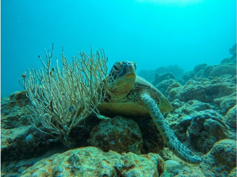 [Ishigaki Island] ★Private tour limited to one group★Super easy snorkeling on a SUP! ✨I'm sure you'll be glad you came here! ✨の紹介画像