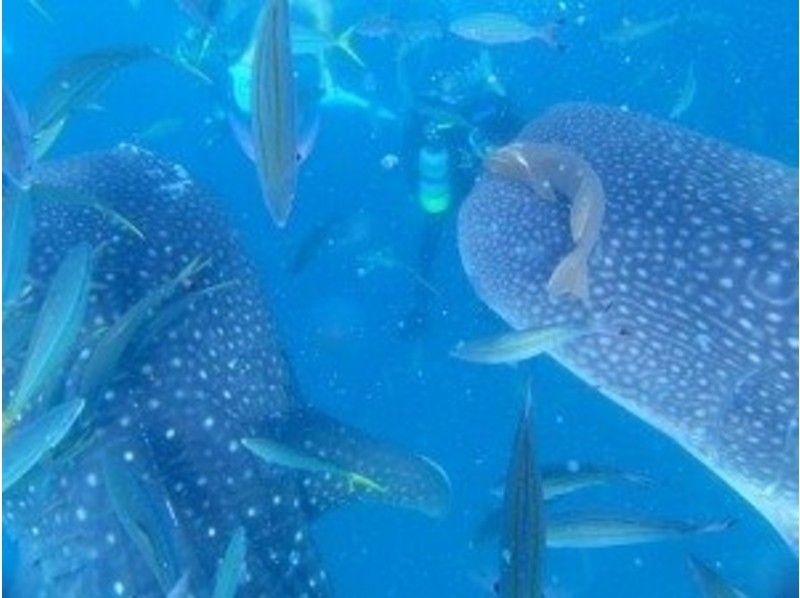 [Okinawa Onna] experience diving or snorkel (whale shark course)の紹介画像