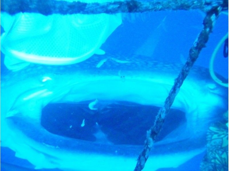 [ 오키나와 · 온 나손】 체험 다이빙 or 스노클링 (고래 상어 코스)の紹介画像
