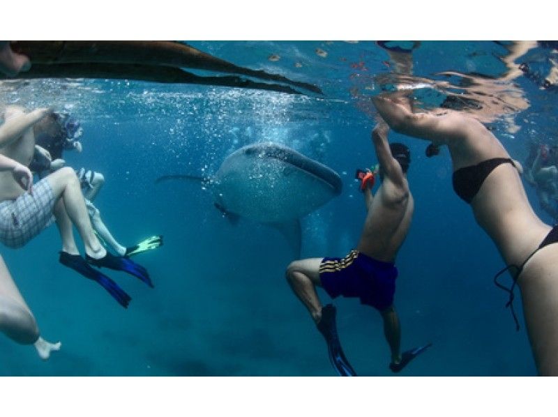 [沖繩恩納]體驗潛水或浮潛（鯨鯊課程）の紹介画像