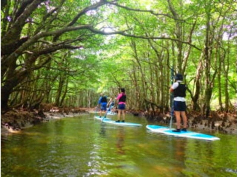[Iriomote Island/Early morning] Cruising with the phantom “Sagaribana”! Early morning jungle SUP/canoe [April to August only] ★Photo data/equipment rental free★の紹介画像